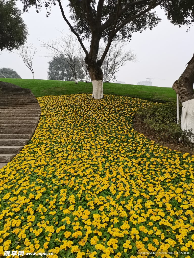 报春花