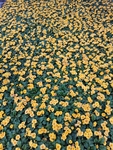 报春花