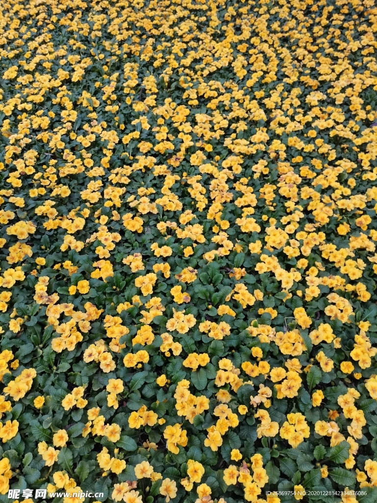 报春花