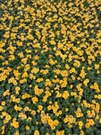 报春花