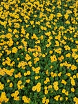 报春花