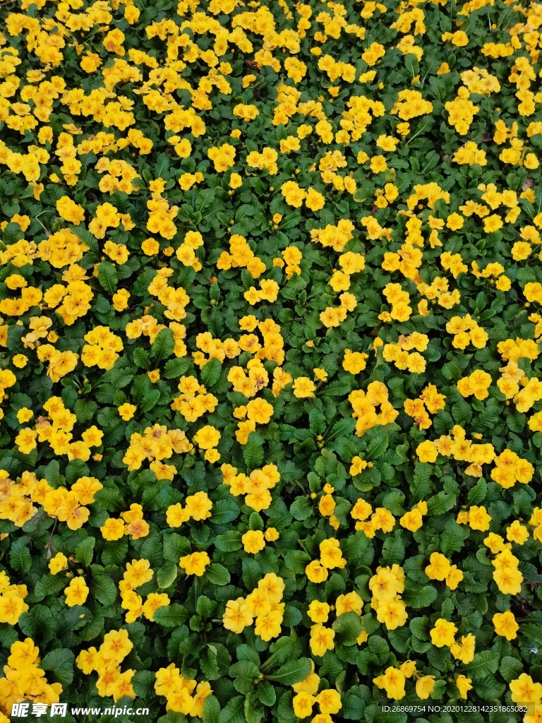 报春花