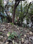 两只野猫