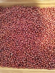 小红豆