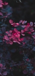 紫叶小檗