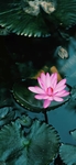 唯美荷花图片