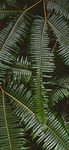 芒萁植物图片