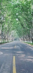 唯美 公路 图片