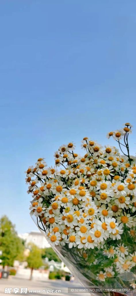 珠光香青植物花朵
