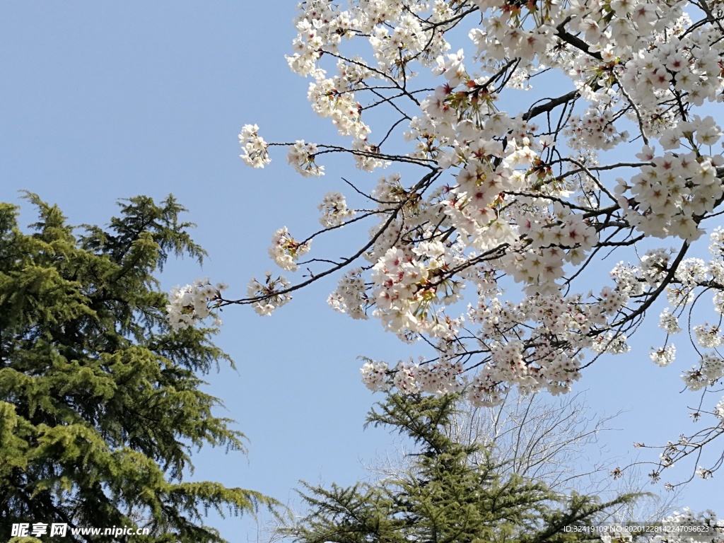 白樱花