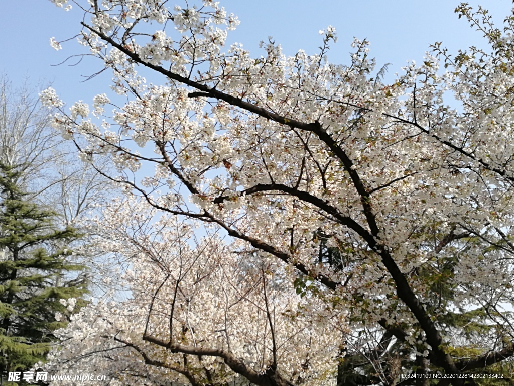 白樱花