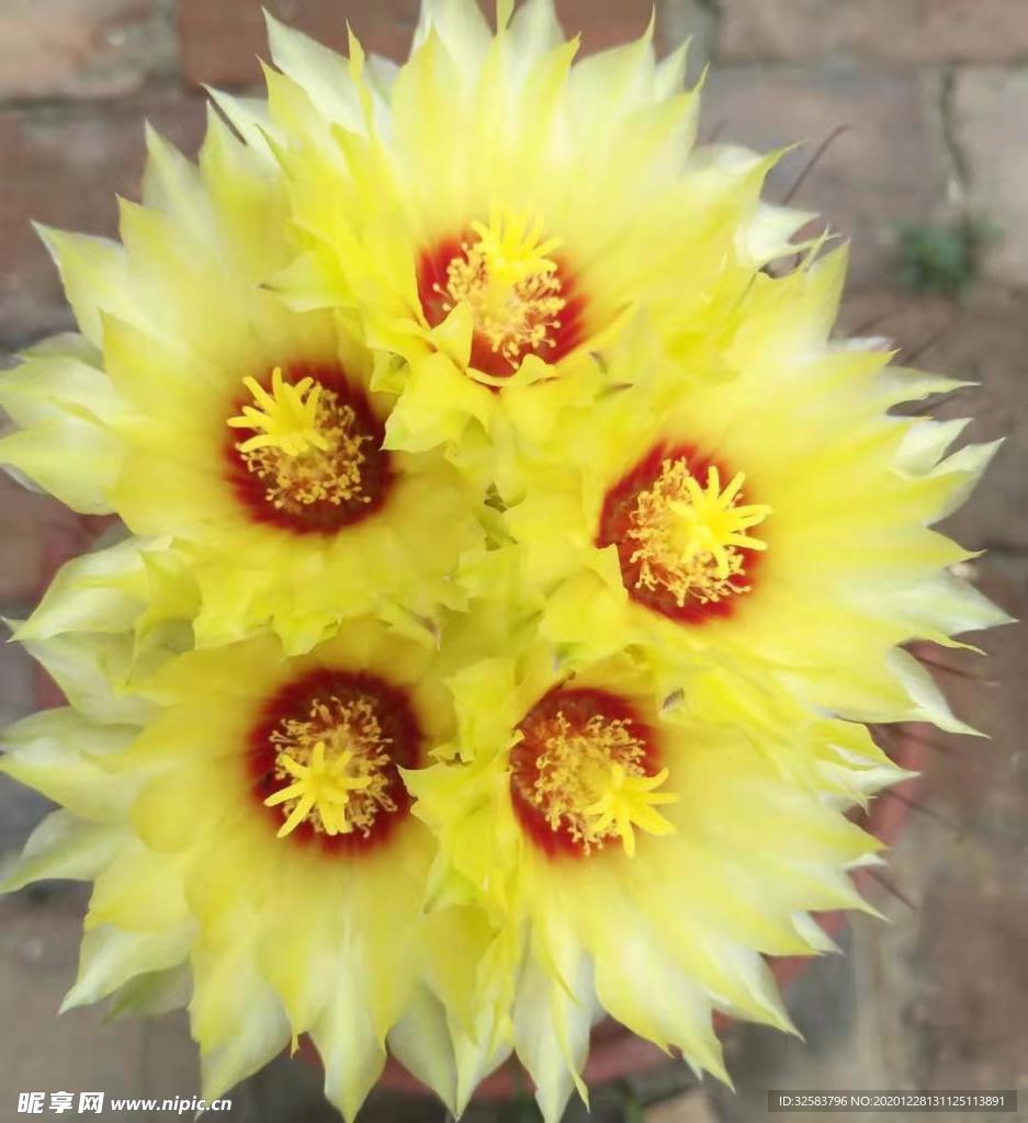 仙人球花
