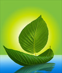 叶子 小船