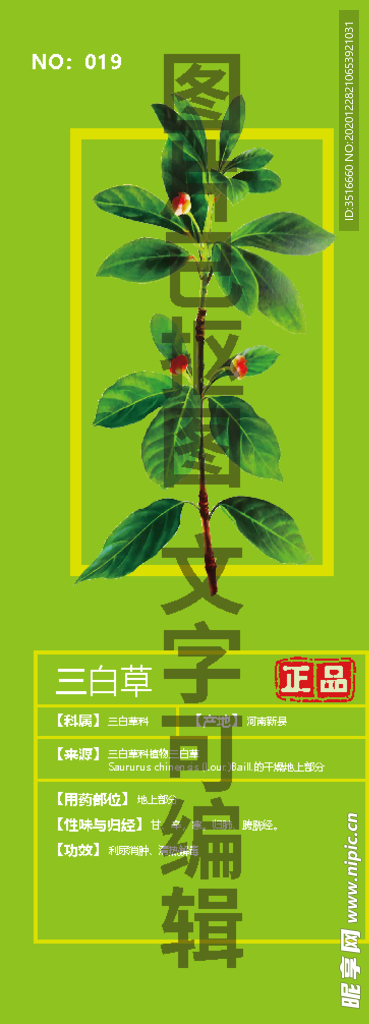 三白草