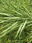 油菜