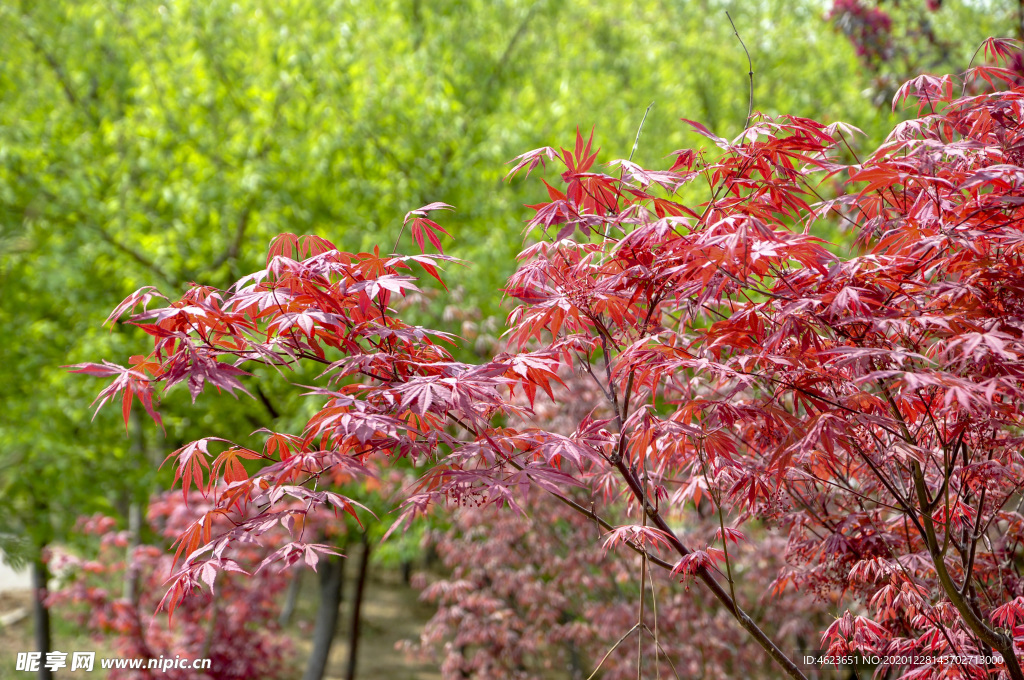 园林花灌木：彩叶树种红枫