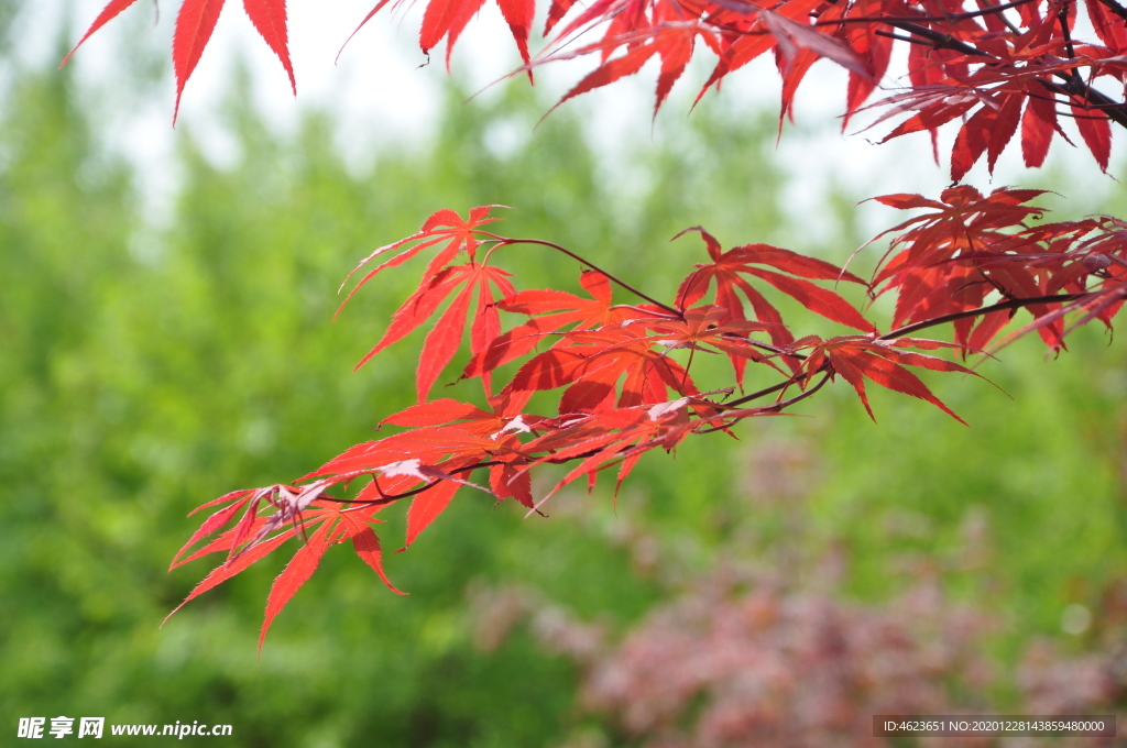 园林彩叶树种：美国红枫