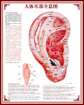 人体耳部全图展板