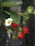 草莓