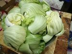 新鲜蔬菜