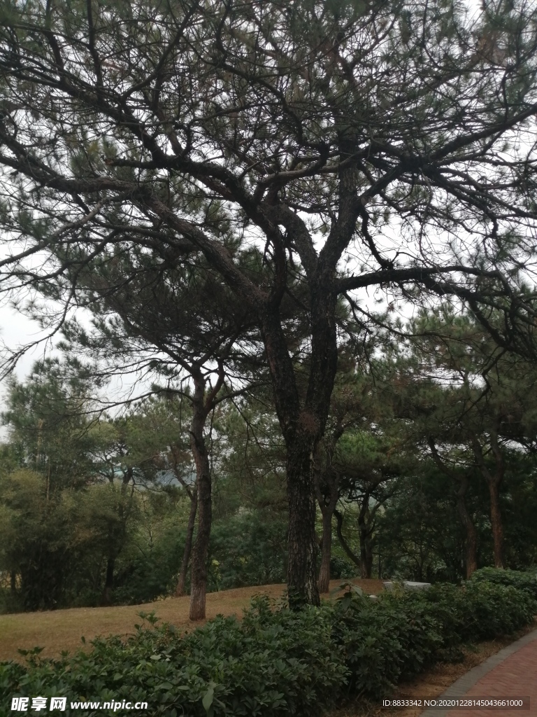 松树