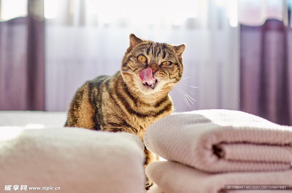 猫
