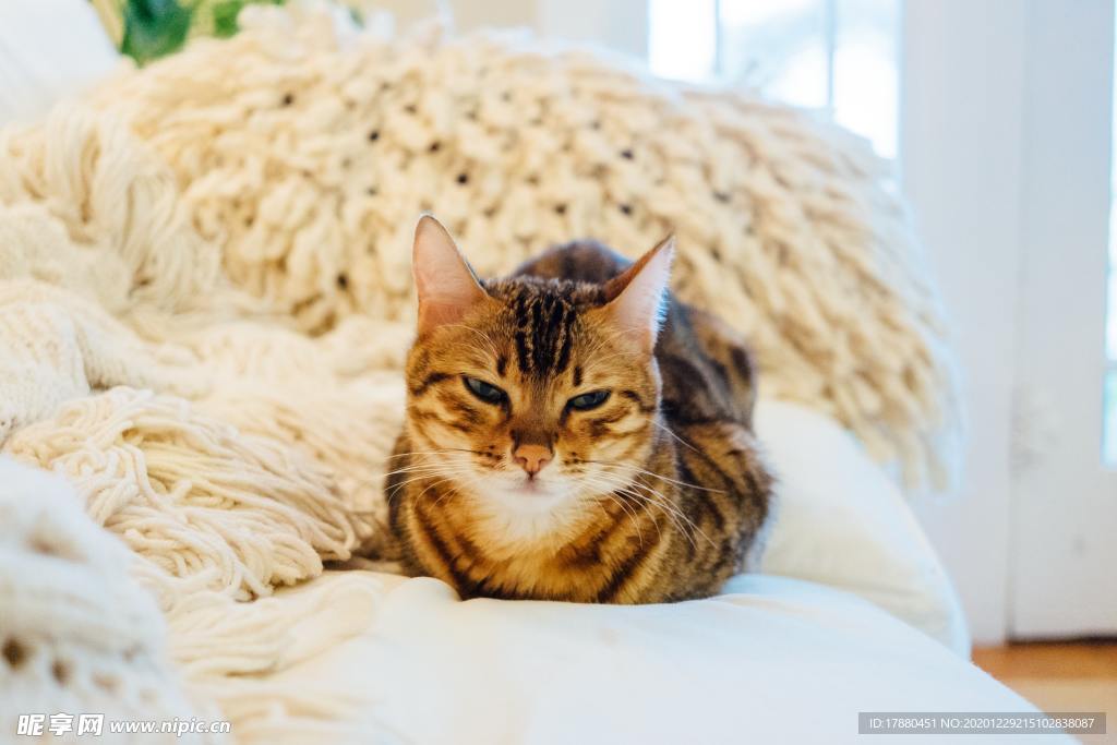 猫