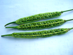油菜夹
