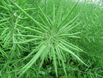 油菜