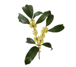 桂花