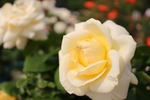 玫瑰花