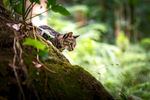 公园里的小野猫