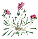 花