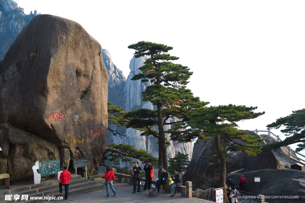 黄山奇松