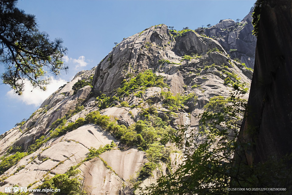 黄山奇松