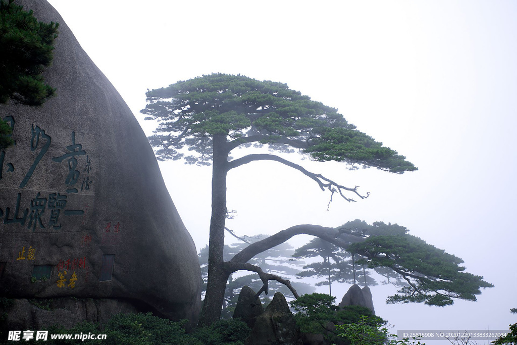 黄山奇松