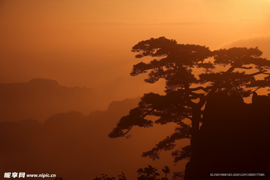 黄山奇松