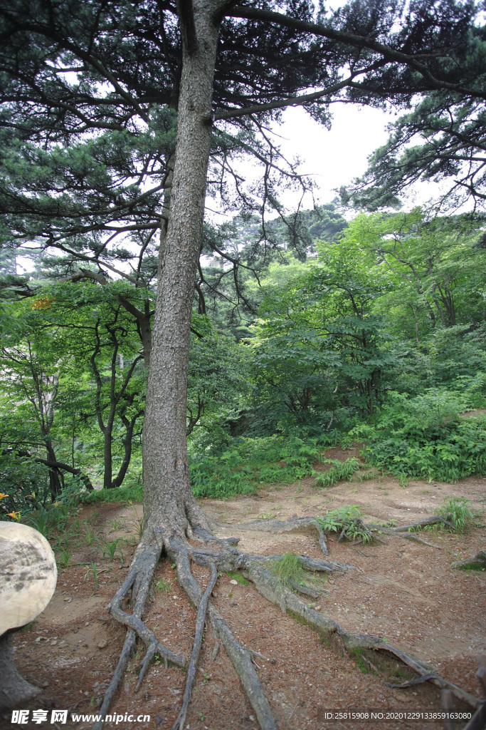 黄山奇松