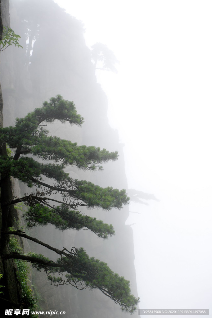 黄山奇松