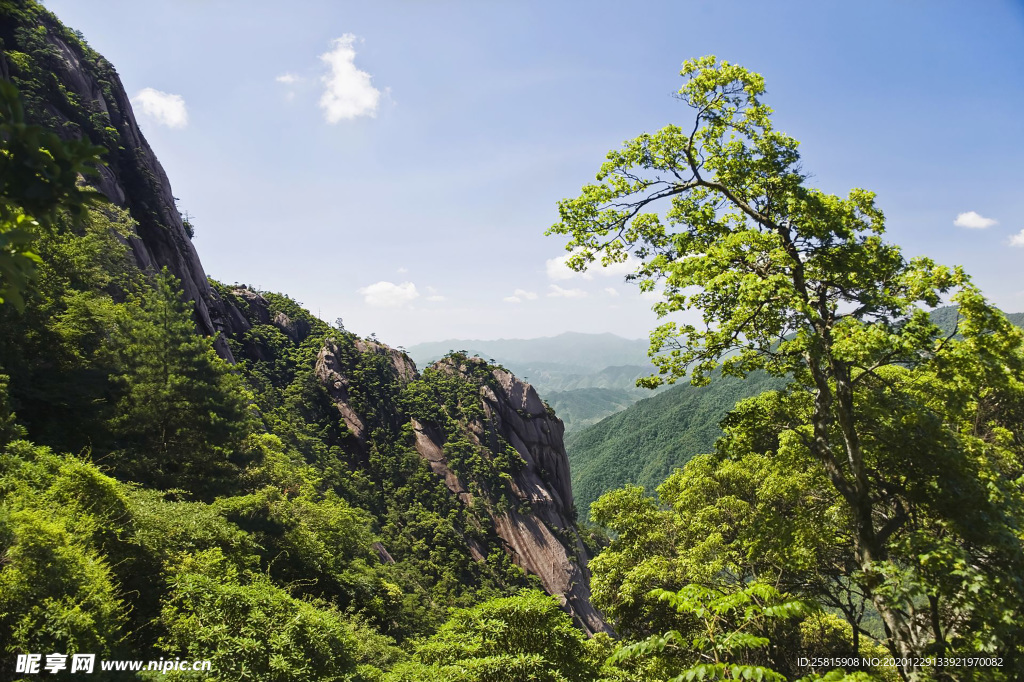 黄山奇松