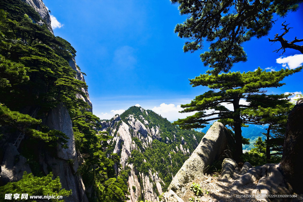 黄山奇松
