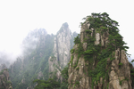 黄山奇松