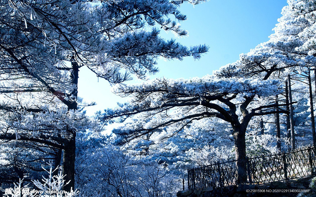 黄山雾凇