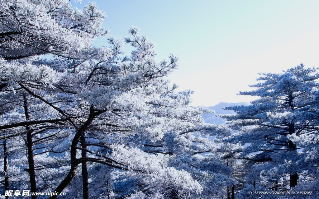 黄山雾凇