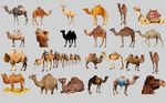 骆驼合集
