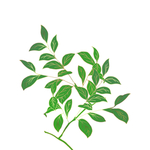 薄荷植物元素