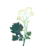 中国风植物元素