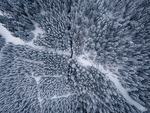 雪地松树林