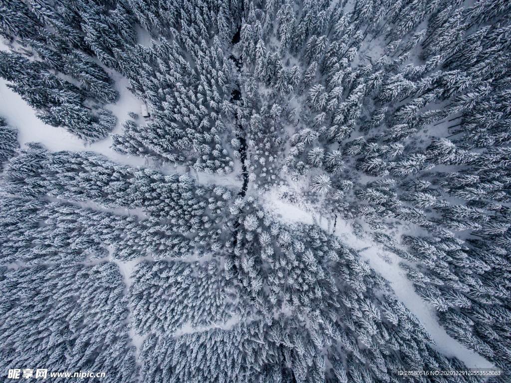 雪地松树林