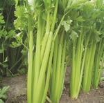 蔬菜沙拉